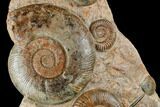 Tall, Jurassic Ammonite (Hammatoceras) Display - France #174931-2